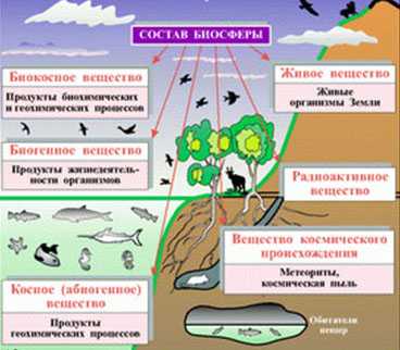 Доклад Биосфера Среды Жизни